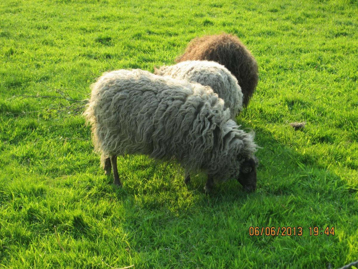 B&B De Tol Hulst Dış mekan fotoğraf