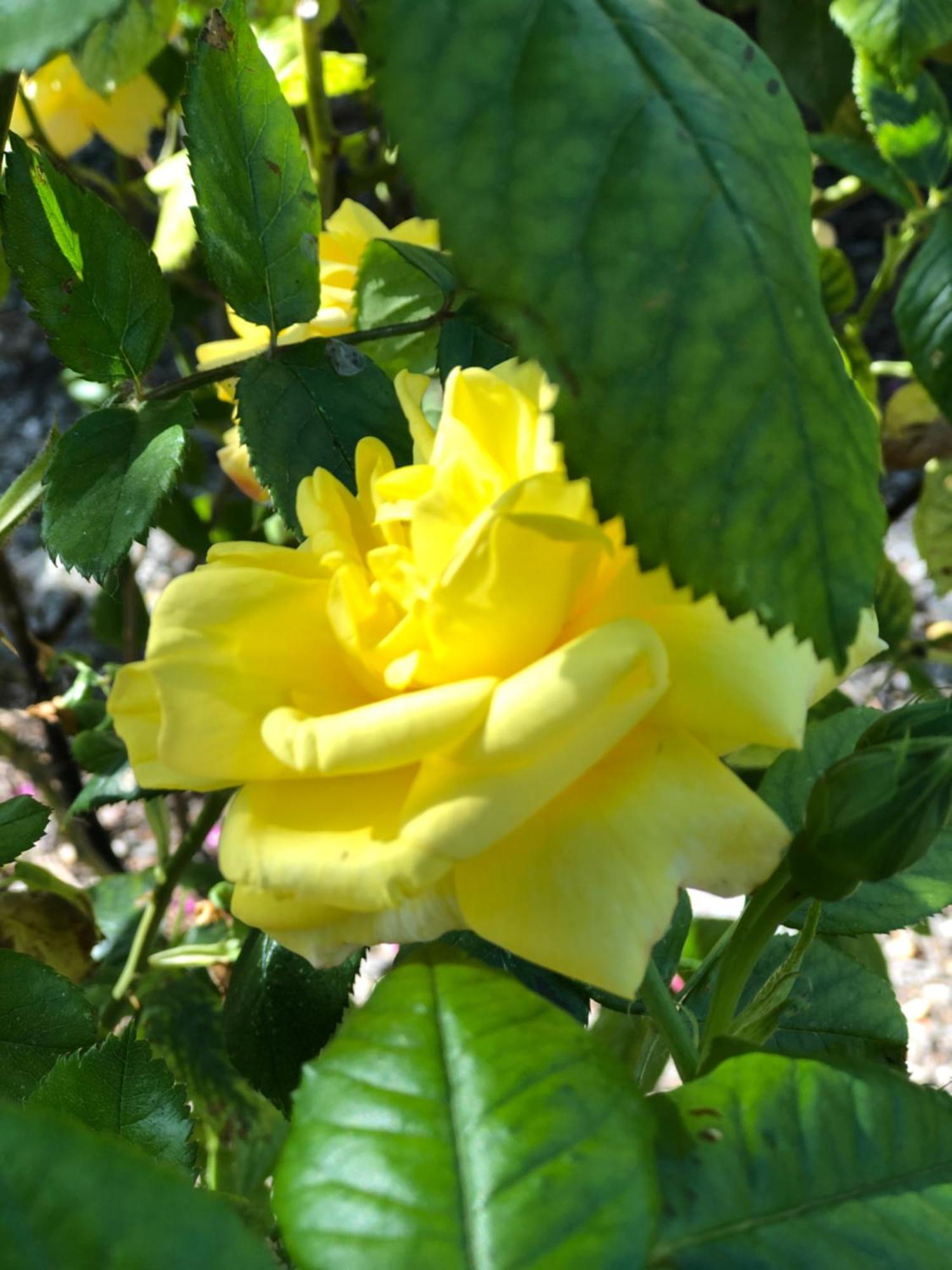 B&B De Tol Hulst Dış mekan fotoğraf