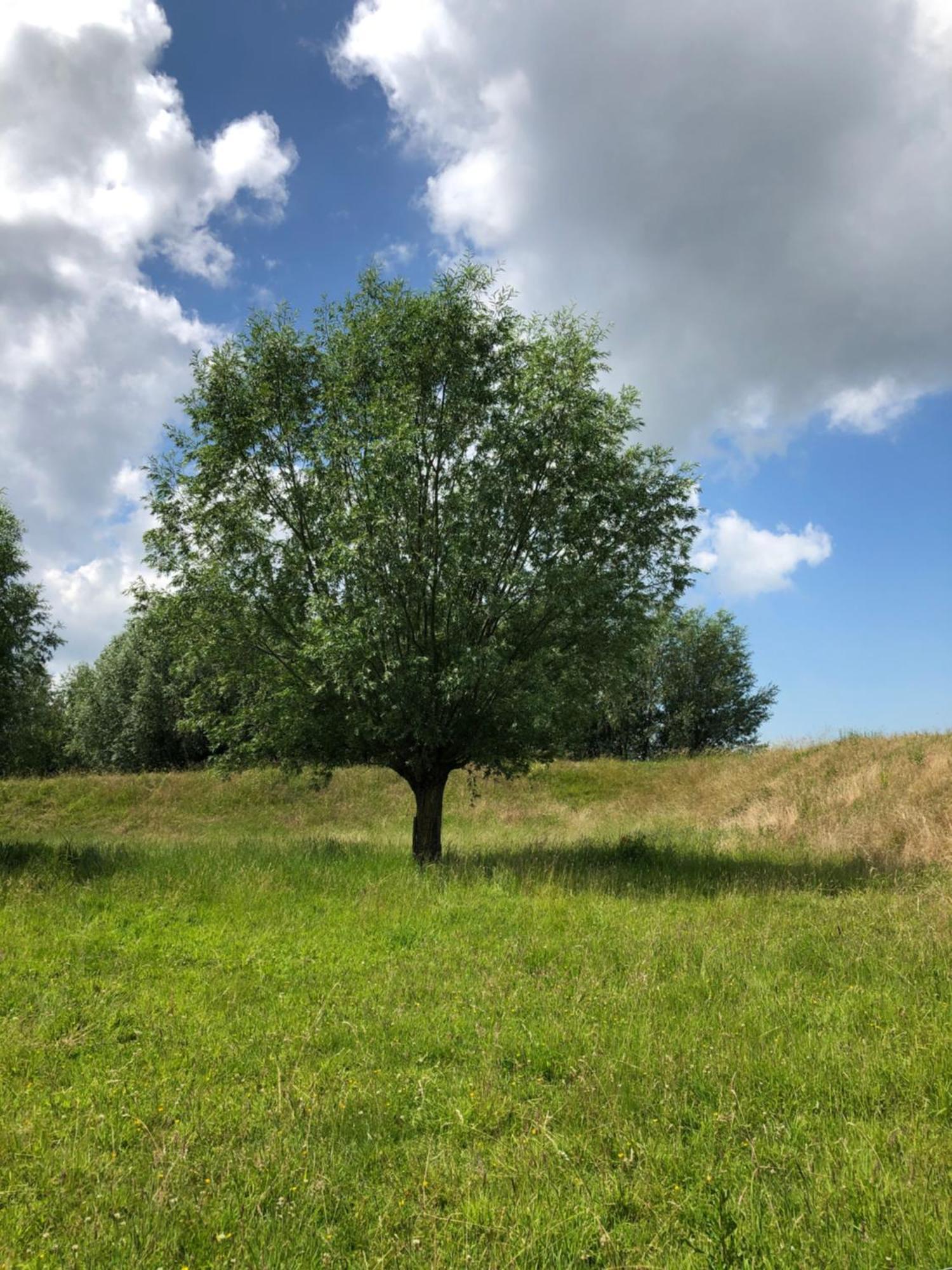 B&B De Tol Hulst Dış mekan fotoğraf